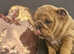 Beautiful coloured Bulldog puppies. Ready to leave.