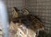 Jumbo Japanese quails  (females)