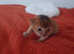 Abyssinian ABY Ruddy color breeds