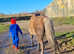 Sweet Registered Rising 16 Year Old Mare