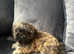 Shih tzus puppies imperial  for sale