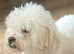 For sale Bichon pups