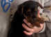 Beautiful Patterdale lakeland puppies ready now