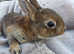 Gorgeous velvet mini rex babies