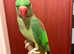 Stunning baby alexandrine parrot for sale