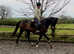 Clover 15.2 All rounder