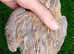 Quail Hatching Eggs for Sale - Celadon & Coturnix
