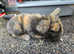 Stunning mini lops babies