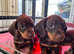 5 Standard Boy Chocolate Dachshunds puppies