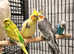 Beautiful young cockatiels for sale