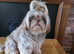 KC IMPERIAL SHIH TZU