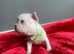 Gorgeous French bulldog puppies