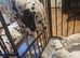 Dalmation puppies looking for new homes