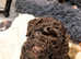 Stunning Cockerpoo puppies