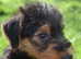 Beautiful KC Registered Airedale Terrier - CYBIL  **READY NOW**