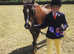 Trehwfa Roulette - Welsh Section A Gelding