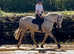16.3hh 13yo gentleman ID gelding