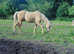 Palomino Gelding - youngstock