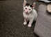 2 beautiful male kittens