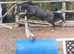Welsh b filly to make 13h