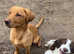 9 week old springador puppy's looking for there forever homes