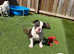 Old Tyme Bulldog puppy