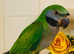 Beautiful young derbayn parrot