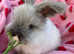 2 male full face English angoras SOLD