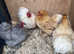 Chicks and chickens