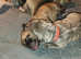Cane Corso puppies