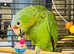 Stunning red crown Amazon parrot