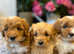 Extensively health tested F1b Cavapoo puppies