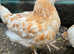 Order your pullets (chickens) & Cockerels now!