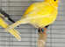 Colour canaries - Red factor, border and Fifes