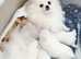 White kc registered  puppy Pomeranian boy