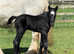 Traditional cob x welsh d