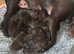 Kc registered chocolate Labradors