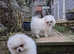 Kc reg small male Pomeranian for sale