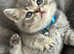 Full pedigree British Short Hair kittens