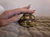 Baby Sulcata tortoise