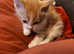 Laperm. X Male kitten