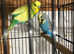 A very tame pair of budgies