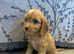Cockapoo puppies pra clear