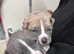 Stunning litter of american bulldog puppies