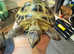 Hermanns Tortoise