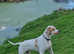 English Pointer Boy 7mths