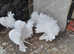 PURE WHITE FANTAIL DOVES/PIGEONS