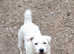 **STUNNING parson jack russell bitch**
