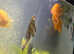 375litre fish tank full set up