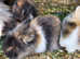 Double mained Lionhead Kits